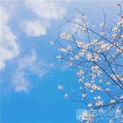 俄直投基金总裁：普京与特朗普会晤或将具有历史意义